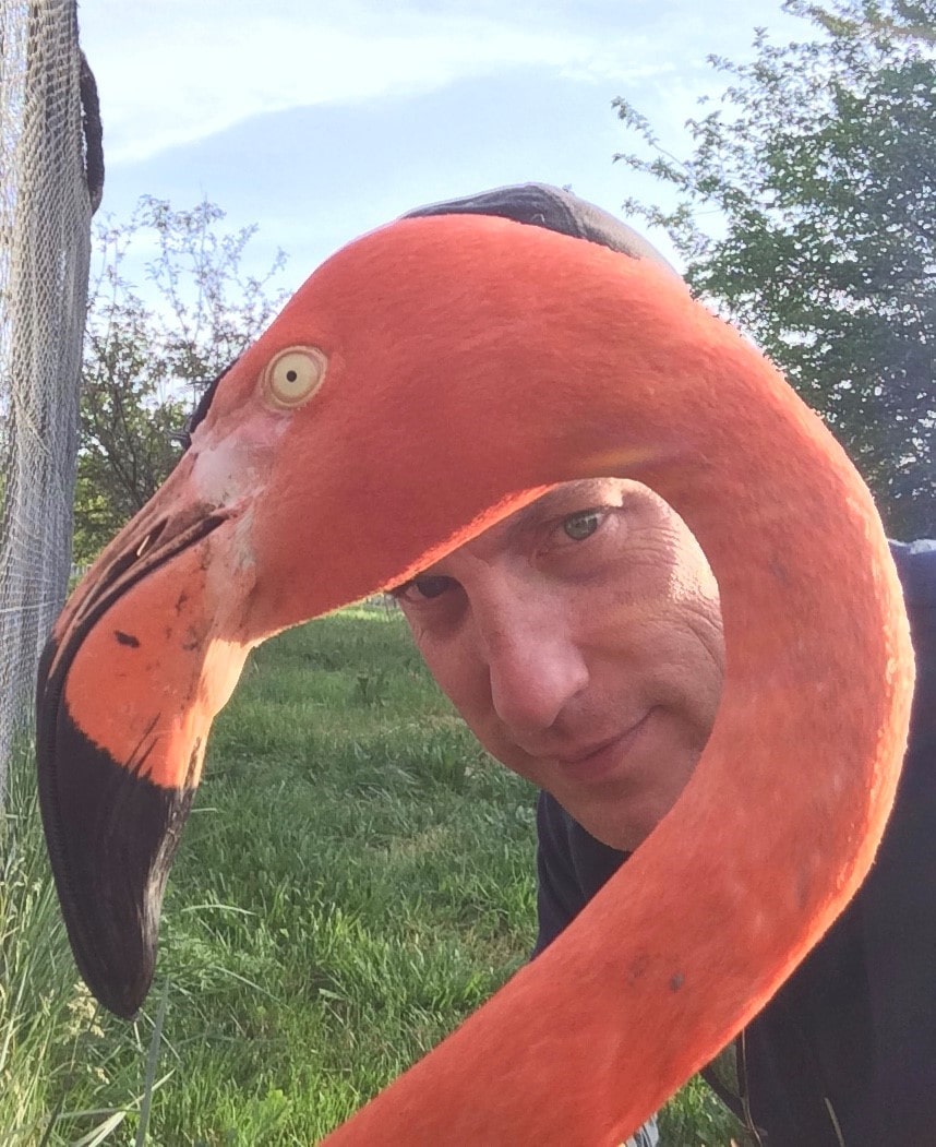 Closeup photo of flamingo with professor