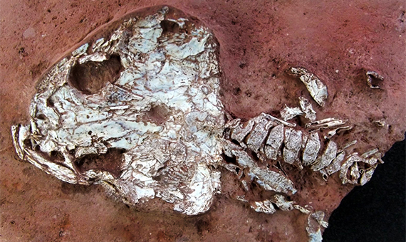 New Species of Fossil Amphibian