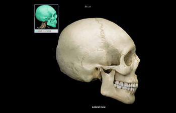 https://www.sxu.edu/news/articles/2020/2020-human-anatomy-skull.jpg