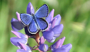 Karner Blue Butterfly